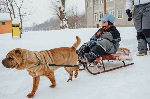 sled sled dog snow boy winter harness cold vehicle 