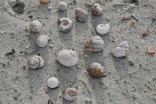 seashell snail shell conch seashore beach spiral sand seashell shellfish nature 