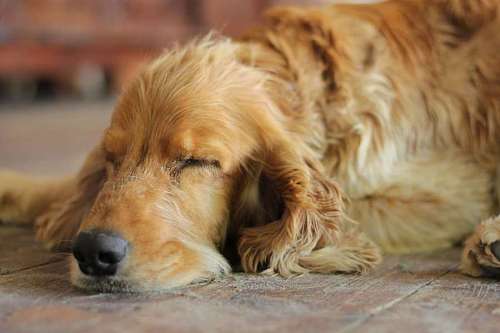 sueno spaniel durmiendo cocker dormir sueño perro canino cachorro piel mascota
