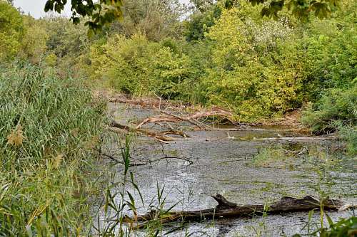 swamp spring panorama swamp water forest landscape nature tree marshlands wetland