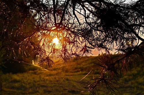 coniferous sunset backlight landscape branch lighting sunrays conifers forest sun tree