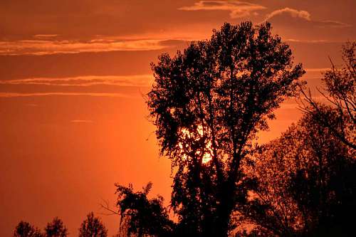 sunset trees silhouette season tree landscape sun dawn