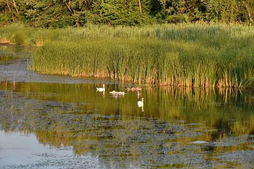 swamp swan lake bird water land nature wetland swamp landscape reflection