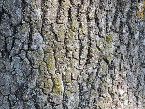rugged texture cortex lichen tree rough bark surface wood