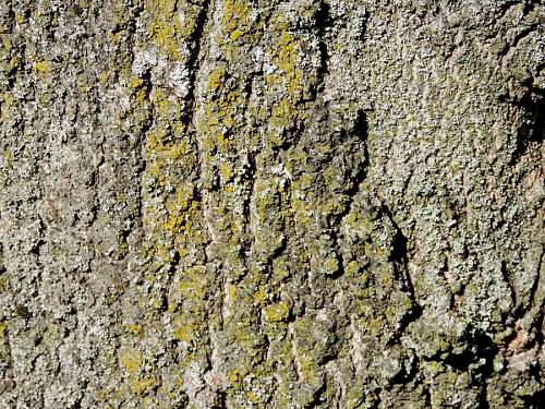 bark texture tree bark abstract lichen pattern material rough dirty