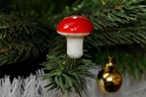 mushroom tree close mushroom branches winter fungus shining evergreen 
