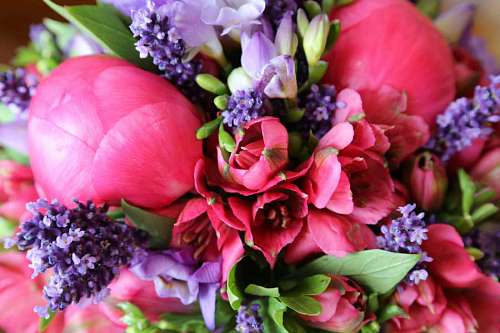 uv tulips hyacinth tulip roses arrangement flowers flower grape bouquet blossom decoration 