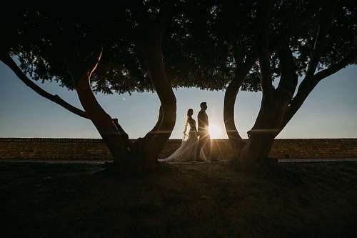 walking sunset tree sunspot married shadow sunrays backlight dawn landscape