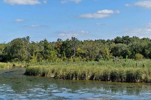 swamp water wetland forest nature lake reflection swamp landscape tree wood