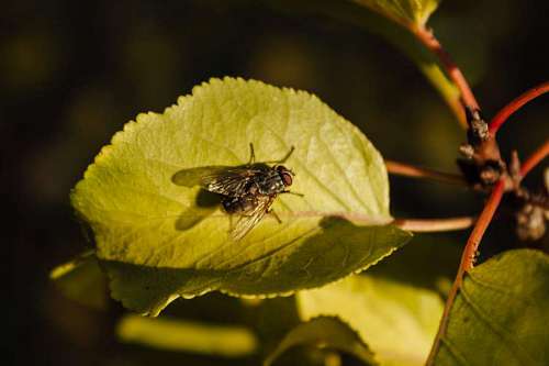 alas alas insecto cerrar hoja naturaleza hojas planta invertebrado artrópodo aire libre insectos