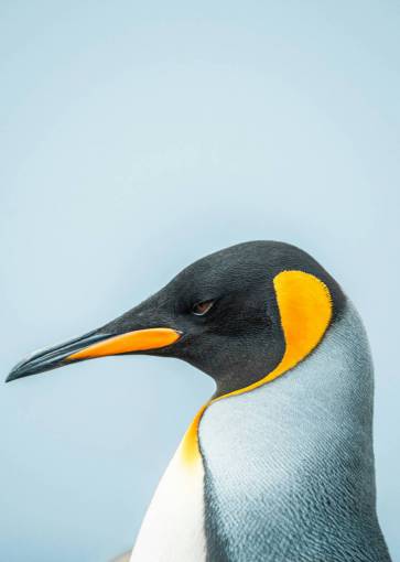 nature Close-Up Portrait of a Penguin Head in Natural Habitat
