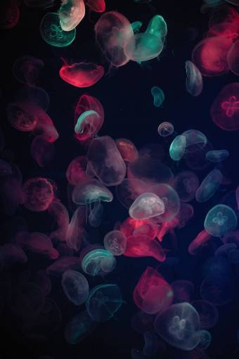 vector medusas de colores en el océano