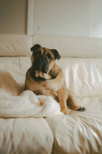 dog English Bulldog Sitting Comfortably on a Couch
