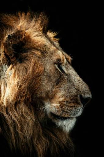 cat Majestic Portrait of a Lion Head in the Wild
