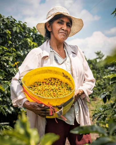 nature Woman Picking Coffee in Moyobamba, San Mart?n, Peru ? Traditional Coffee Harvest
