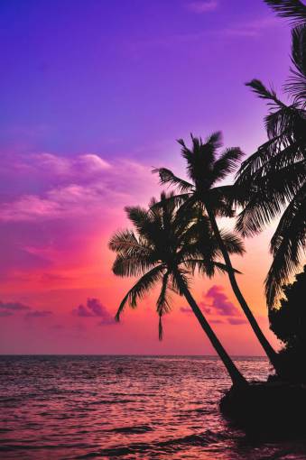 Palm trees at sunset