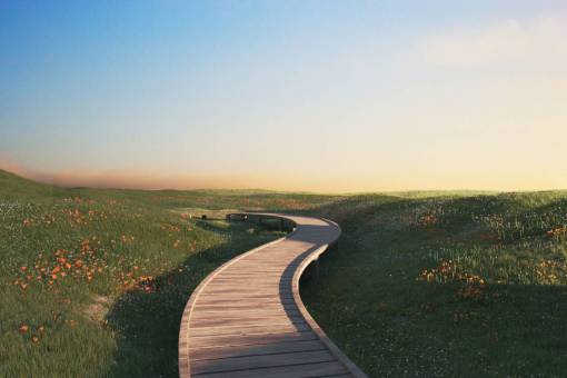 Path in a field of colorful flowers