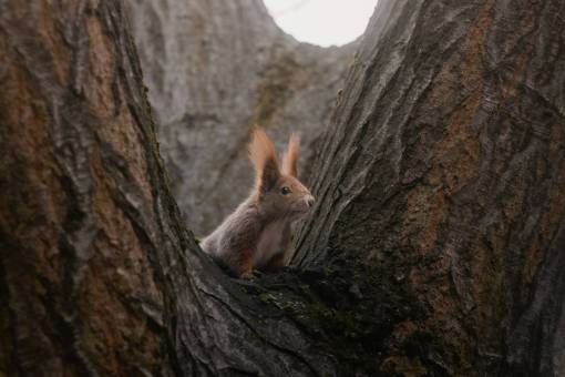 nature Surprised Squirrel Peeking Out of Tree Trunk in Forest