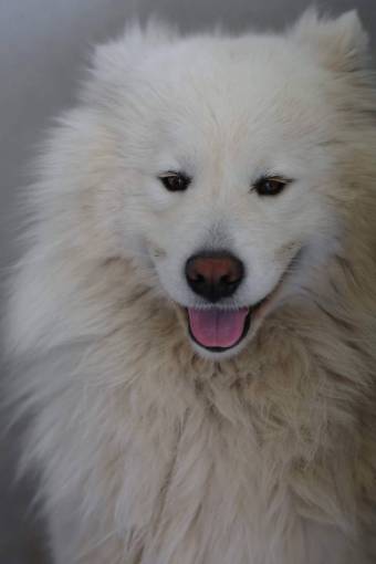 ojo ojos pedigrí adorable perro mirando de pura raza pelaje mascotas perros