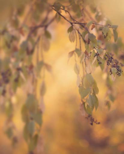 conceptos Superposición De Fondo De Otoño PNG