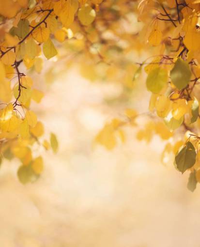 conceptos Superposición De Fondo De Otoño PNG