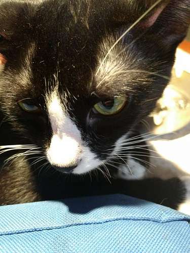 mascota de interior Retrato de un gato negro y blanco 