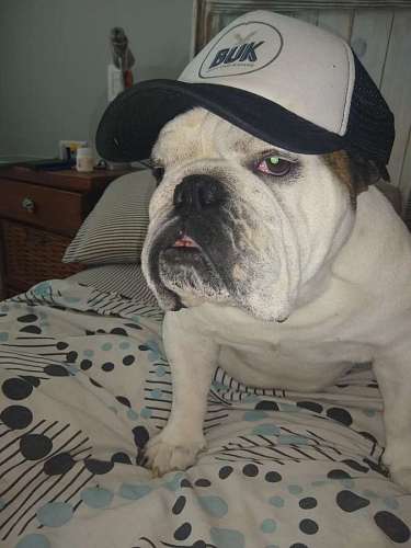 bulldog English bulldog with cap