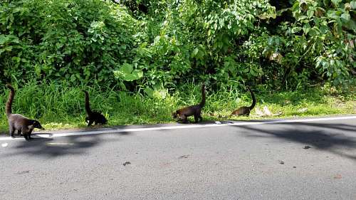 50s animals wild road nature asphalt grass animal tree park wildlife 