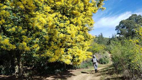 ascent ascent hiking backpack person spring shrub leaf plant tree park