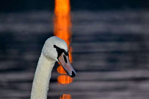 testing beak wet darkness reflection swan sunset head cigno riflessione testa tenebre tramonto aquatic waterfowl wildlife bird selvatica acquatico uccelli uccello