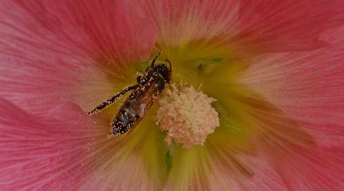 pollination bee  insect  nectar  pollen  pollinator 