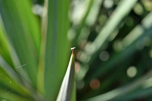 beetle beetle bright cactus thorn blur daylight environment kb
