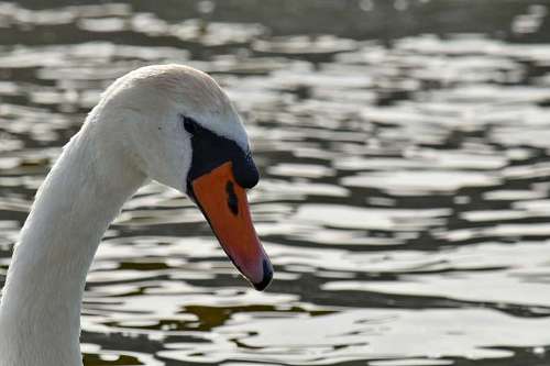 passaro aquatico pássaro aquático aves aquáticas cabeça de cisne vida selvagem lago piscina natureza água