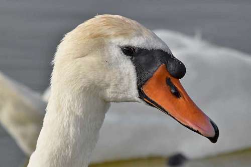 waterfowl bird aquatic waterfowl swan wildlife poultry outdoors lake animal water