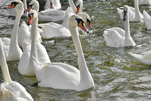 bird flock feed swimming water nature swan waterfowl aquatic  birds