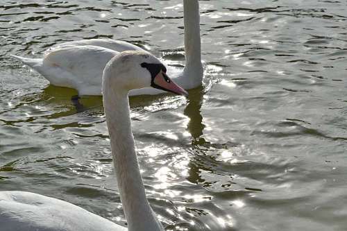 bird nature water waterfowl swan wildlife lake aquatic swimming pool