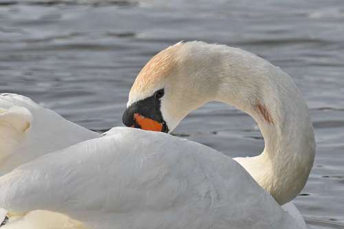 bird neck wings beak swan waterfowl aquatic feather wildlife water