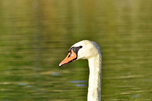 bird swan alone wildlife neck beak aquatic waterfowl lake nature
