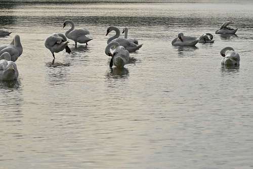 flock-gulls bird swimming waterfowl flock wildlife water reflection aquatic swan lake