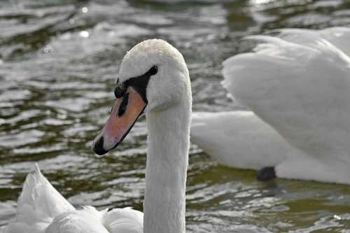 waterfowl bird water beak swimming lake aquatic swan waterfowl wildlife nature birds 