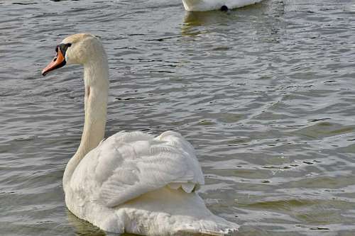 pájaro agua lago natación naturaleza acuático cisne aves acuáticas vida silvestre piscina aves animal