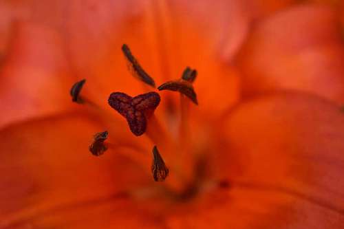 lily-family blurry macro lily focus detailed organism flora plant nature flower kb
