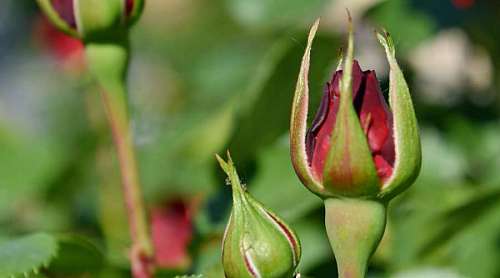 blurry plant garden nature flora flower outdoors leaf natuur wazig blad rood knop buitenshuis bloem tuin bud 