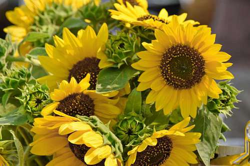 sunflower-sunset bouquet sunflower flora girasol seed plant planta flower leaf nature yellow flowers flor ramo semilla verano  sunflowers amarillo hoja