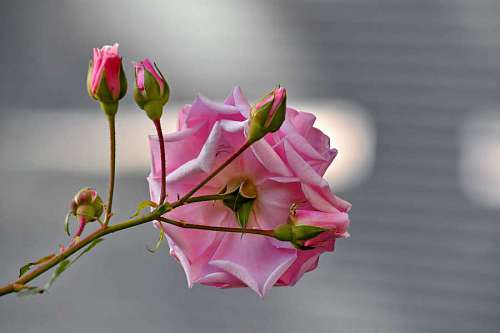 bud roses focus flower gambar petal blossom plant fokus bunga kb