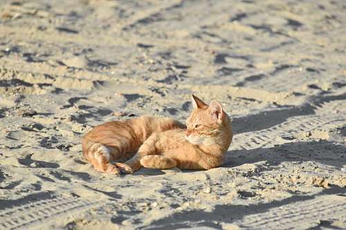 gato gatito amarillo sol naranja doméstico felino gatito piel mascota