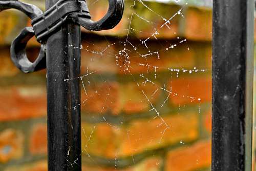moisture cobweb iron dew moisture fence cast raindrop trap spider nature 