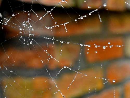 moisture cobweb liquid spider water spiderweb dew trap moisture