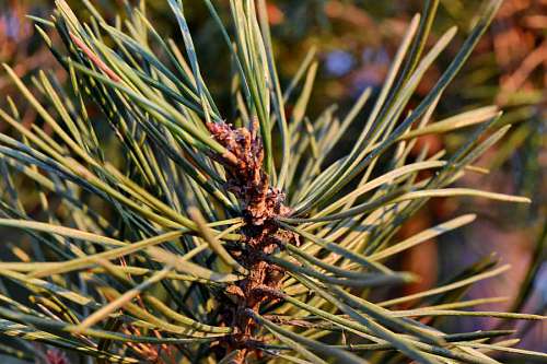 coniferous conifers branches conifer branch tree needle sunshine season nature outdoors