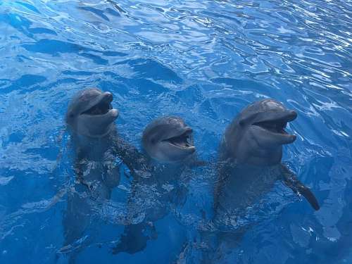 delfín océano retrato animales submarino mar agua salada agua piscina